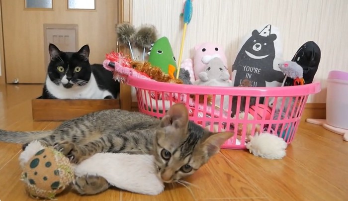 おもちゃで遊ぶ猫を見つめる猫