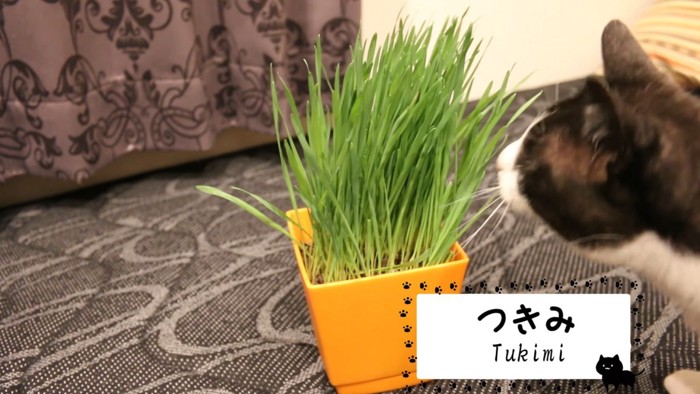 鉢植えの猫草と猫
