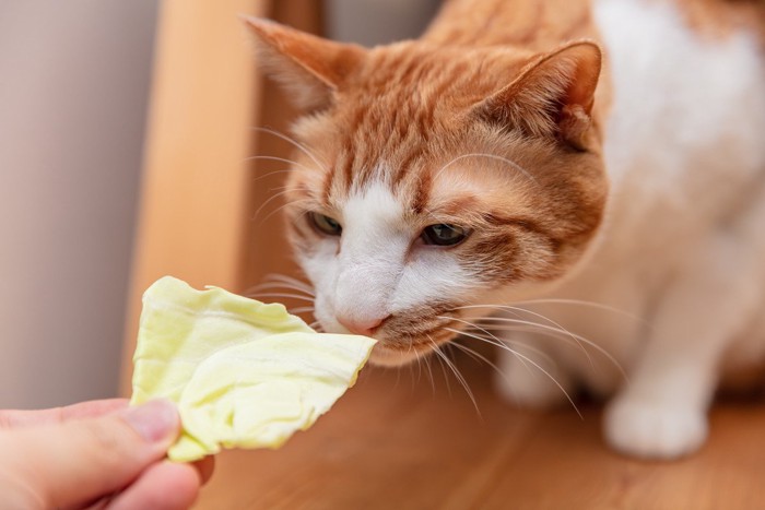 キャベツのニオイを嗅ぐ猫