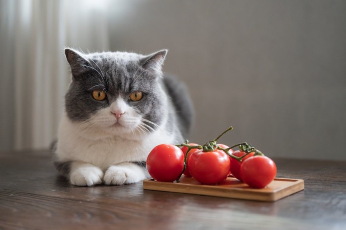 トマトの横に座る猫