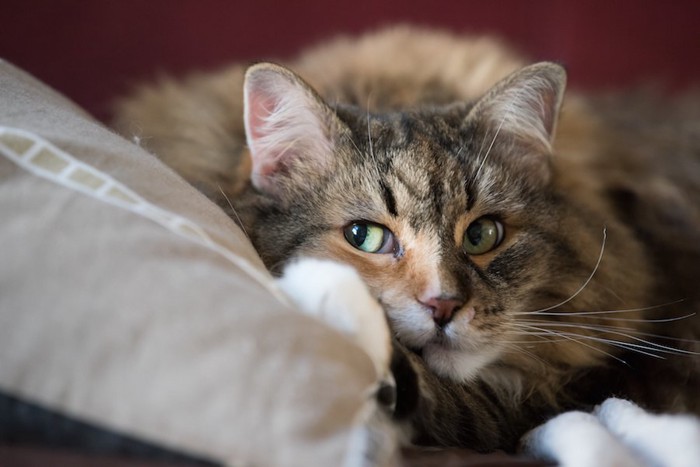 ソファーでくつろぎながらチラ見をする猫