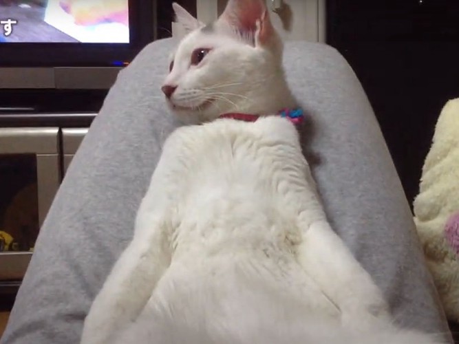 足にもたれかかる白猫