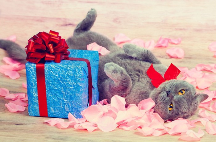 プレゼントの箱と猫