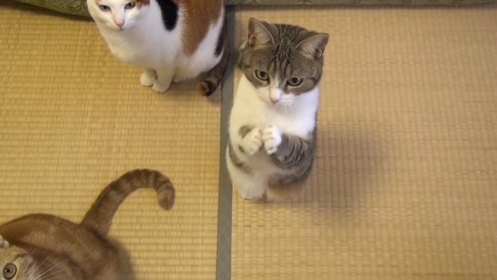 前足を合わせる猫