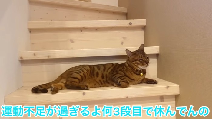 階段で寝そべる猫