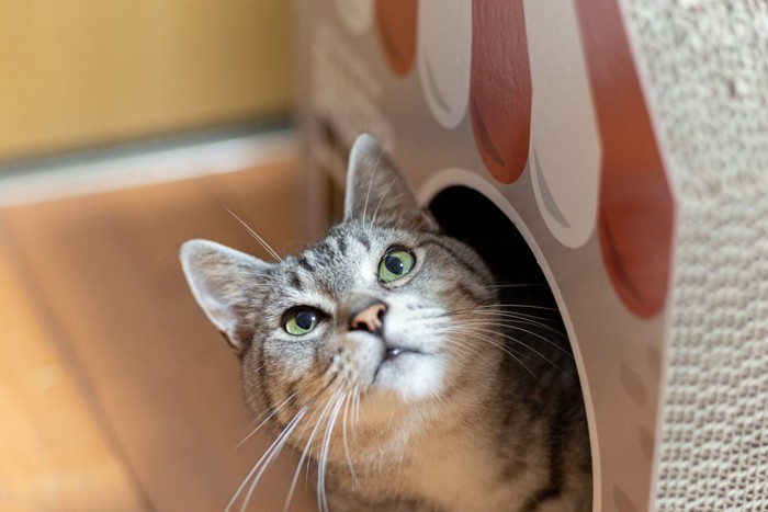 段ボール箱から見上げる猫