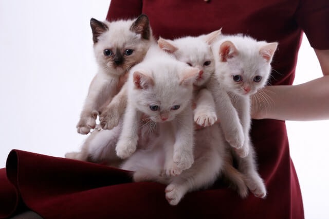 ペルシャ猫の仔猫たちを抱いているブリーダー