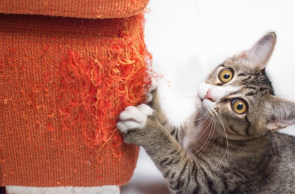 オレンジ家具に 爪とぎをする猫