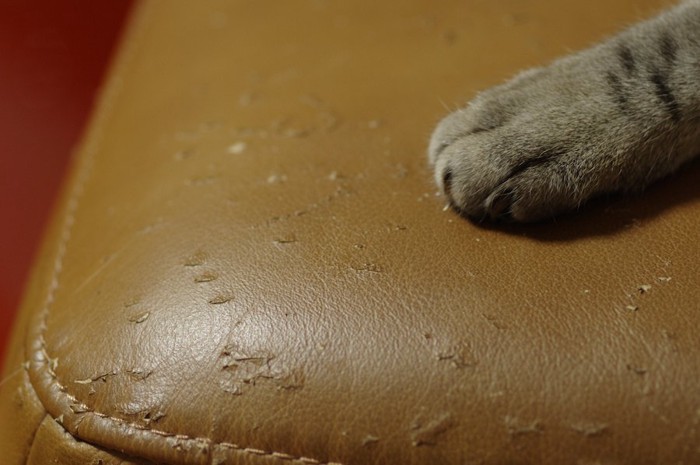 椅子の上に置かれた猫の手と爪の跡