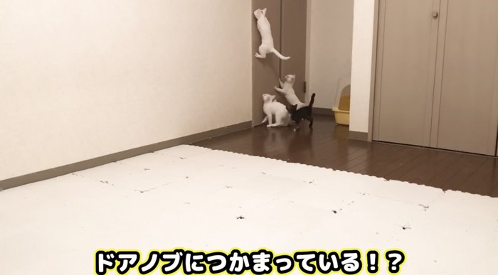 ノブにつかまる子猫