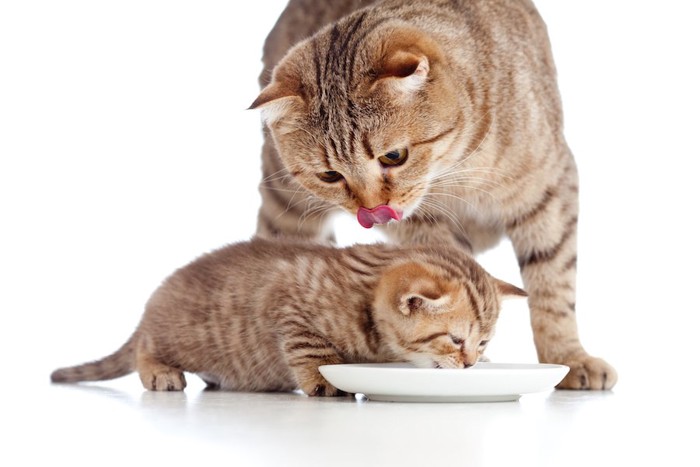 ご飯を食べる子猫と舌を出した母猫