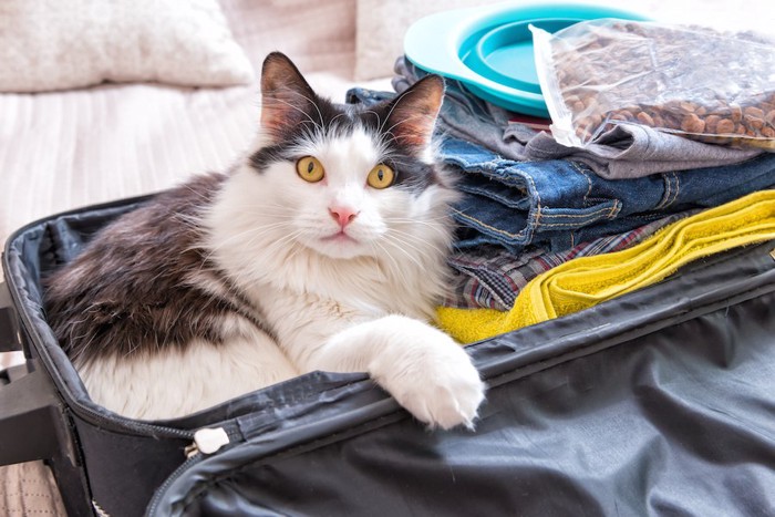 開いたスーツケースの中の衣類と猫のフードと中に入っている猫