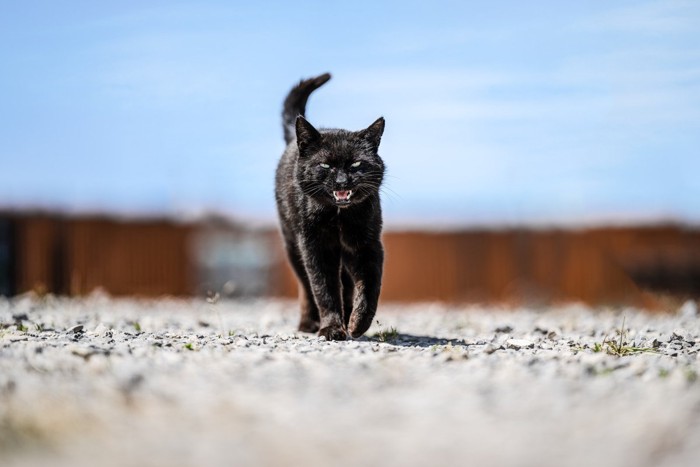 歩きながら鳴く黒猫