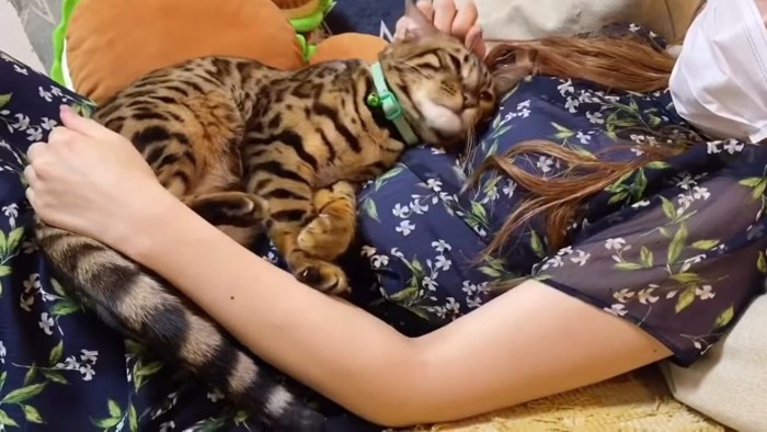 人のお腹の上で寝そべる猫