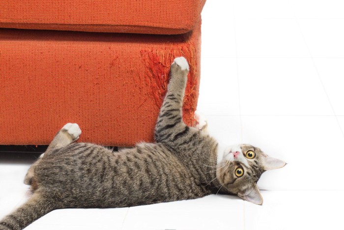 寝転んでソファーで爪研ぎをする猫