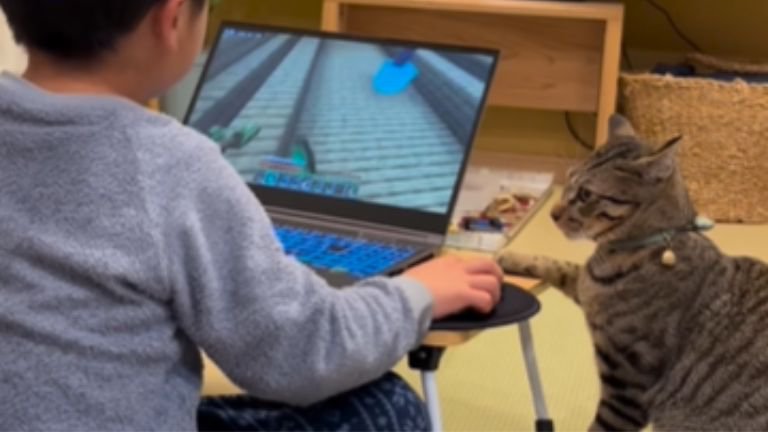 パソコンと向き合う子どもと近くにいる猫