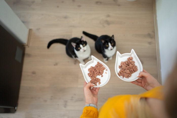 食事を待つ2匹の猫