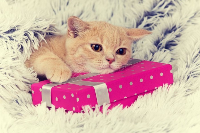 プレゼントボックスに乗る猫