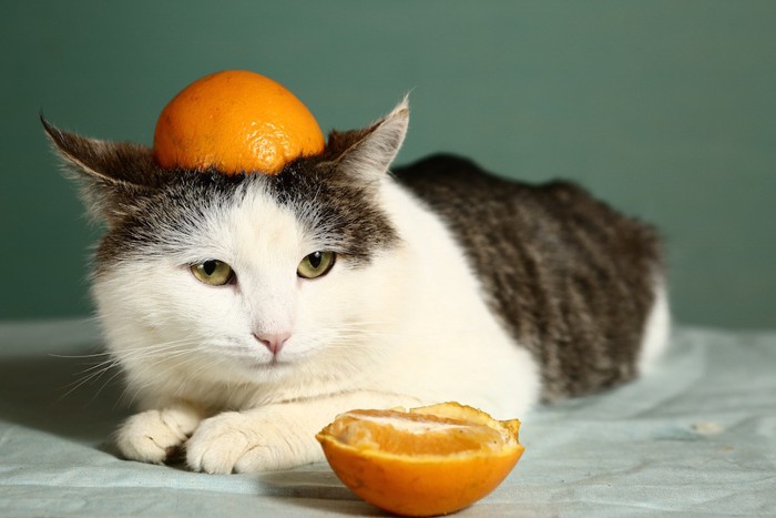 オレンジを頭に乗せられた猫