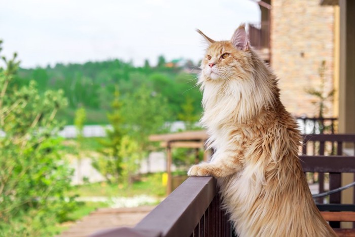 ベランダで立って外を見つめる猫