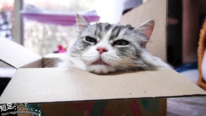 箱に入る長毛の猫