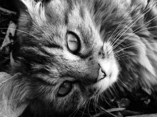 モノクロ写真の猫