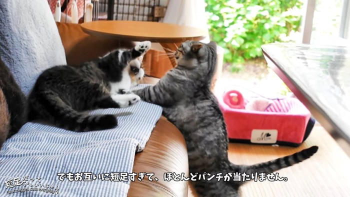 喧嘩している2匹の猫