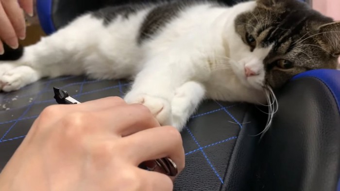 人の前足を触る猫