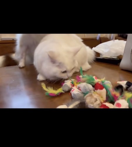 ねずみのおもちゃで遊ぶ白猫
