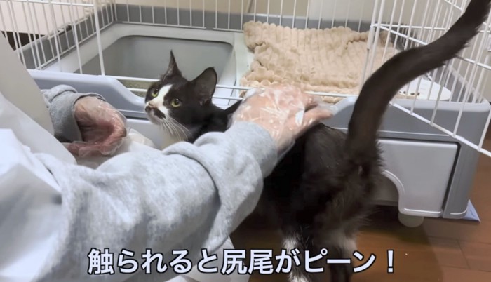 本当は甘えんぼうな猫なのかな？