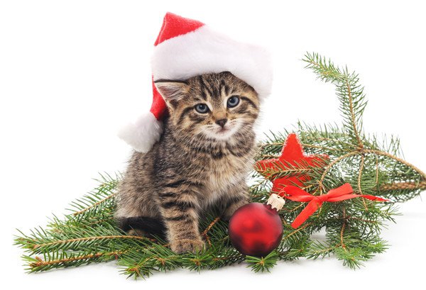 クリスマスのかぶりものをする猫