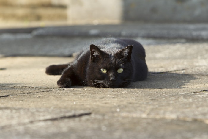 地面に寝てこちらをみる黒猫