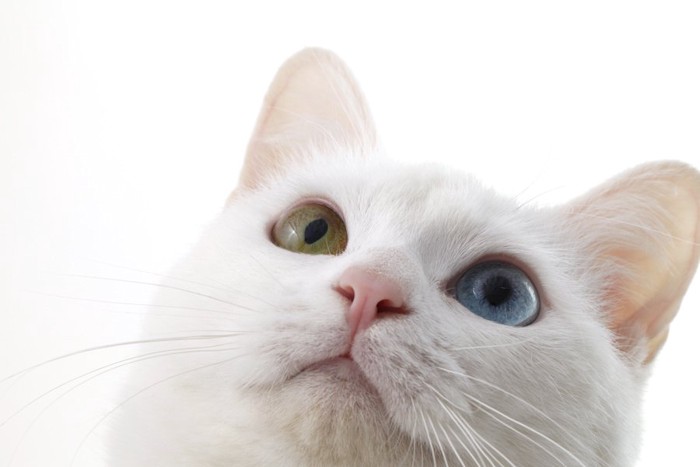 上を見るオッドアイの白猫の顔