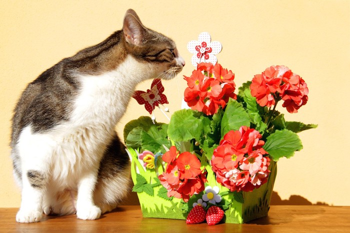 赤い花の匂いを嗅ぐ猫