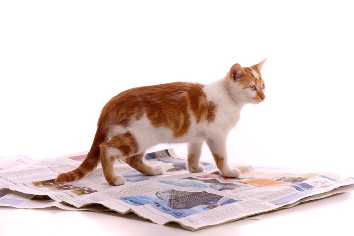新聞の上を歩く猫