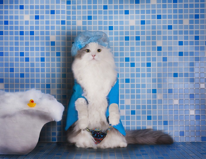 お風呂場に立つ猫
