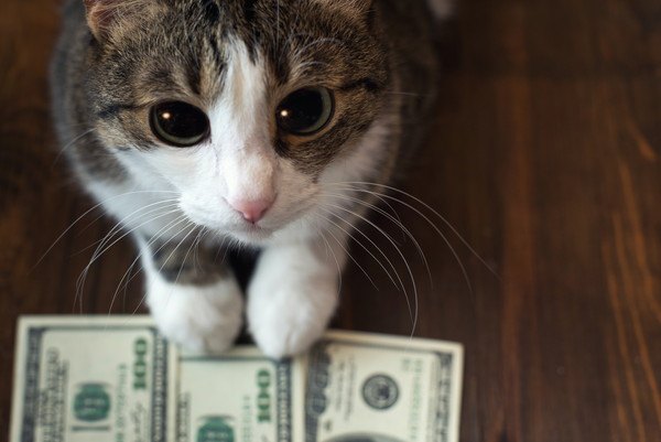 お金に手を添える猫