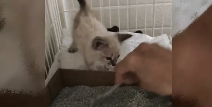 猫トイレの掃除をする人の手と子猫