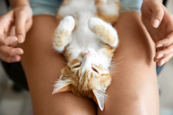 膝で寝る茶白の子猫