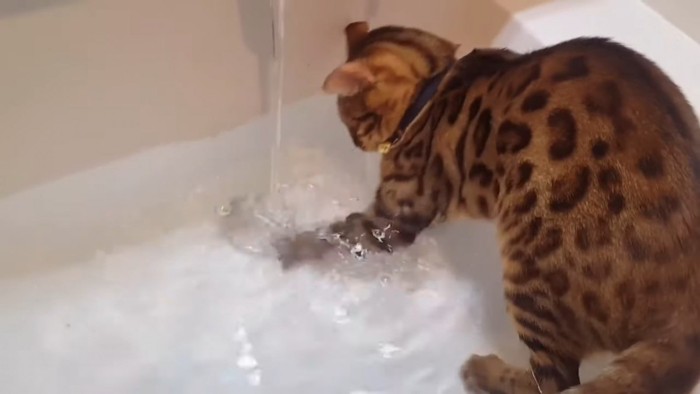 水遊びする猫