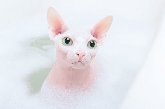 泡のお風呂に浸かる白っぽいスフィンクス