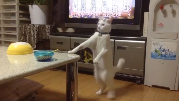 右の前足をテーブルについて立つ猫