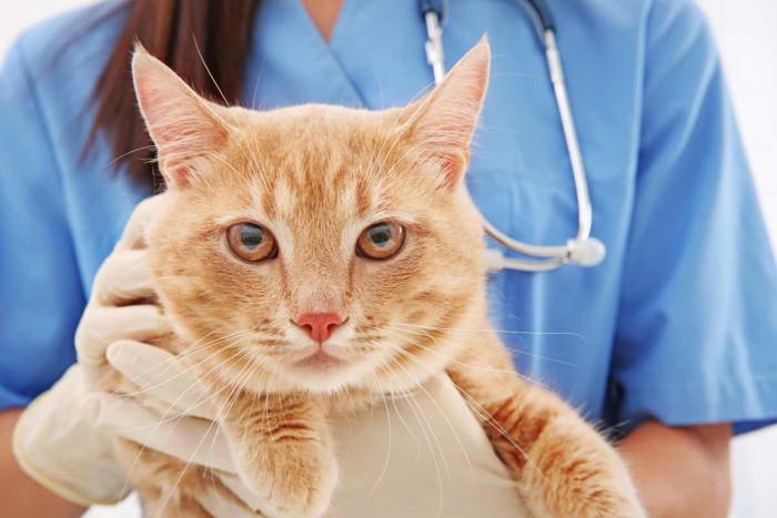 獣医師に抱っこされる猫