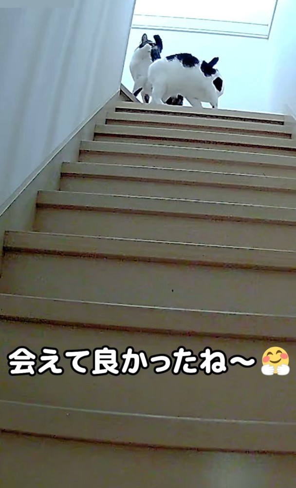 階段の途中の2匹の猫