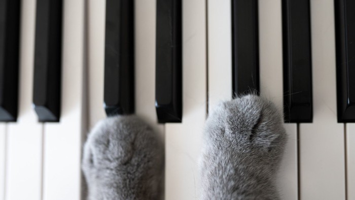 ピアノを弾く猫