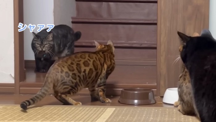 威嚇する猫とベンガル猫