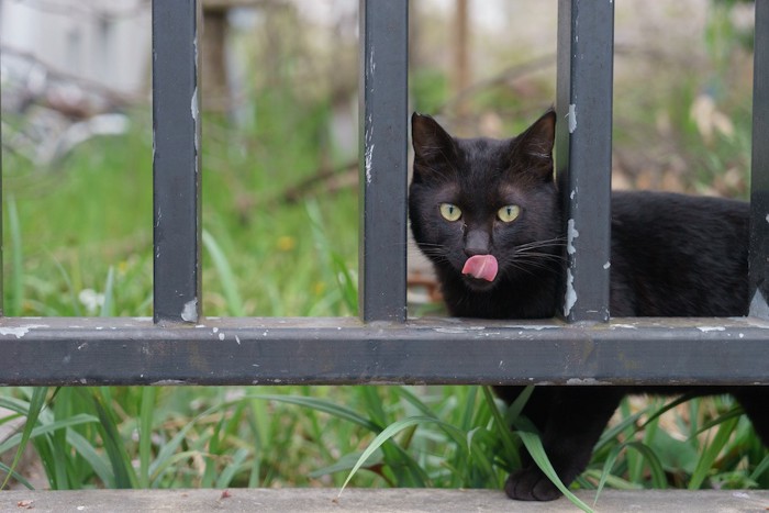 舌を出して歩く黒猫
