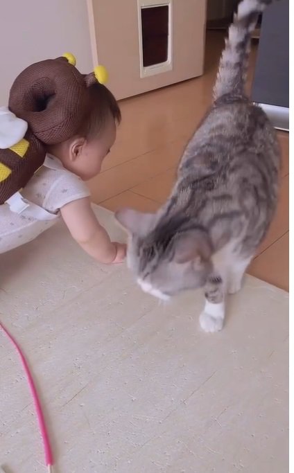 赤ちゃんから離れる猫