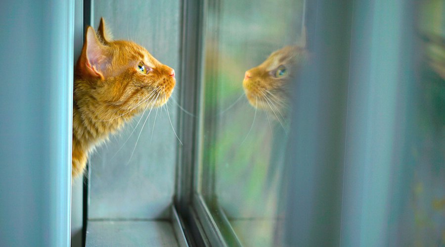 ガラス越しに外を見つめる猫