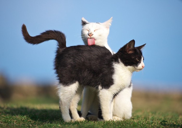 黒白猫を舐める白？猫